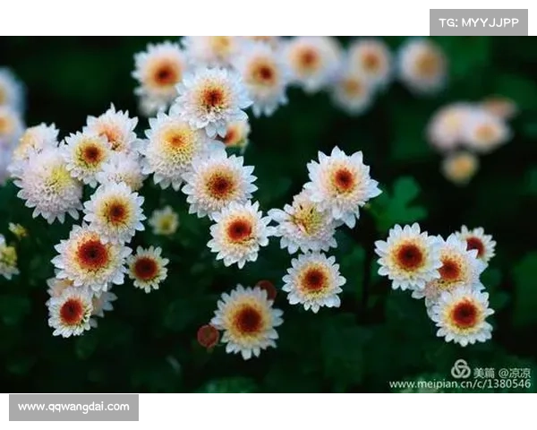 托利索如何突破重围实现职业巅峰进球秘诀与成功之路解析